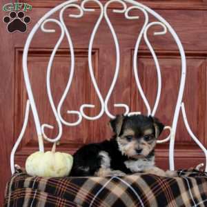 Galina, Morkie / Yorktese Puppy